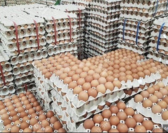 Mayai Batch 1 @ tray 9000